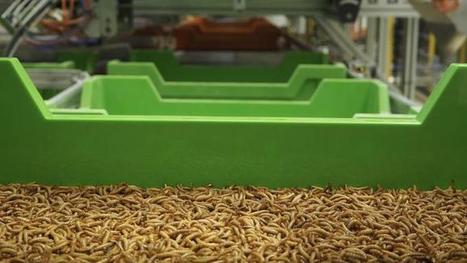 Ynsect fourmille d’ambitions avec sa ferme de "scarabées" | Les Colocs du jardin | Scoop.it
