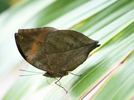 Le papillon-feuille | Variétés entomologiques | Scoop.it