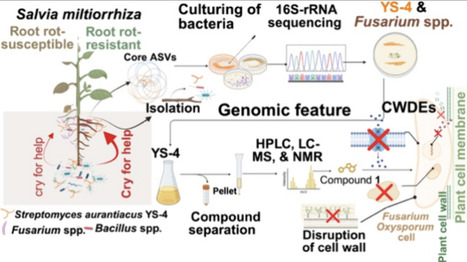 Metacycloprodigiosin from Rhizosphere Streptomyces aurantiacus as a Natural Antifungal Agent against Fusarium oxysporum | acs | RMH | Scoop.it