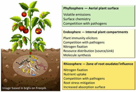 Harnessing Green Helpers: Nitrogen-Fixing Bacteria and Other Beneficial Microorganisms in Plant-Microbe Interactions for Sustainable Agriculture | SCIENCES DU VEGETAL | Scoop.it