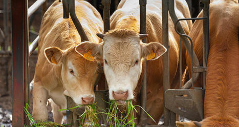 Plus de la moitié des jeunes bovins français sont valorisés à l’export | Actualité Bétail | Scoop.it