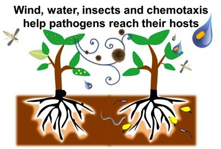 Plant Cell: Teaching Tools in Plant Biology: Plants and Pathogens (2012) | Plants and Microbes | Scoop.it