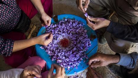 LA PHOTO. Au Maroc, les petits producteurs de safran luttent contre la contrefaçon | CIHEAM Press Review | Scoop.it