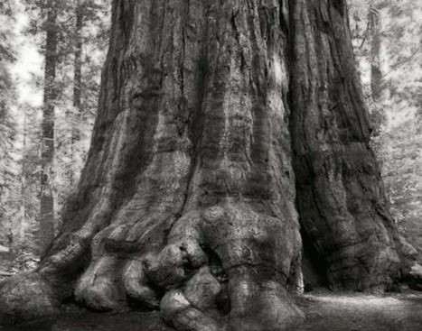 Les arbres centenaires, sentinelles de la biodiversité | Biodiversité | Scoop.it