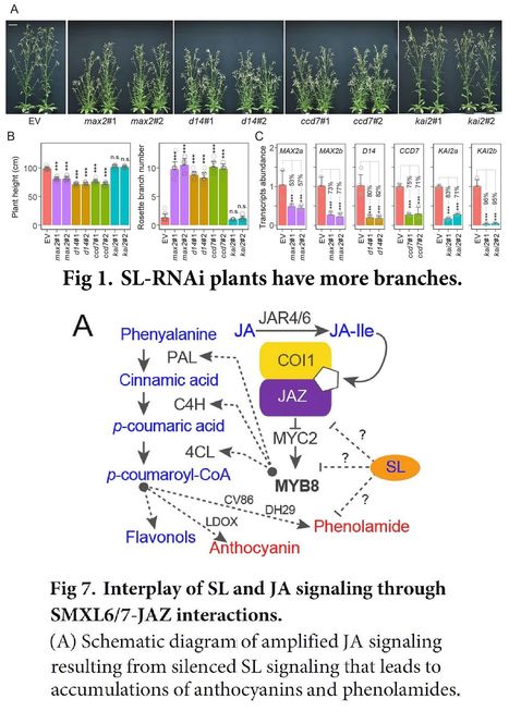 Strigolactone signaling regulates specialized metabolism in tobacco stems and interactions with stem-feeding herbivores | SEED-DREAM Lab info | Scoop.it