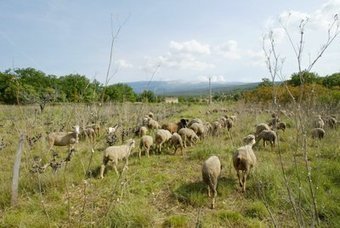 Le cadavre d'un loup a été retrouvé dans le Ventoux | Loup | Scoop.it