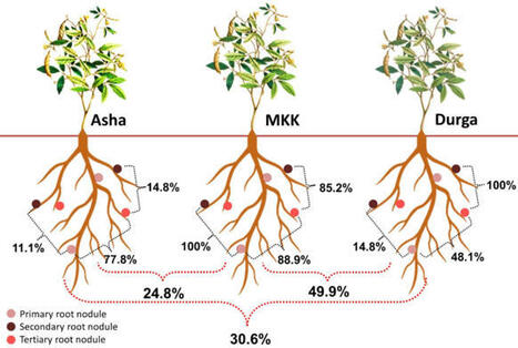 Influence of genotype, nodule position, and edaphic factors on microbial diversity and assembly of pigeonpea (Cajanus cajan) root nodules in Indian soils | Plant-Microbe Symbiosis | Scoop.it