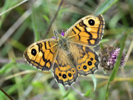 Les papillons des prairies d'Europe en fort déclin - Butterfly Conservation | Biodiversité | Scoop.it