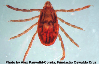 Brown Dog Ticks are Resistant to Permethrin, Study Finds | test | Scoop.it