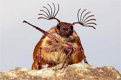 &Agrave; vous l&rsquo;antenne !! (insectes &agrave; la radio) | Vari&eacute;t&eacute;s entomologiques | Scoop.it