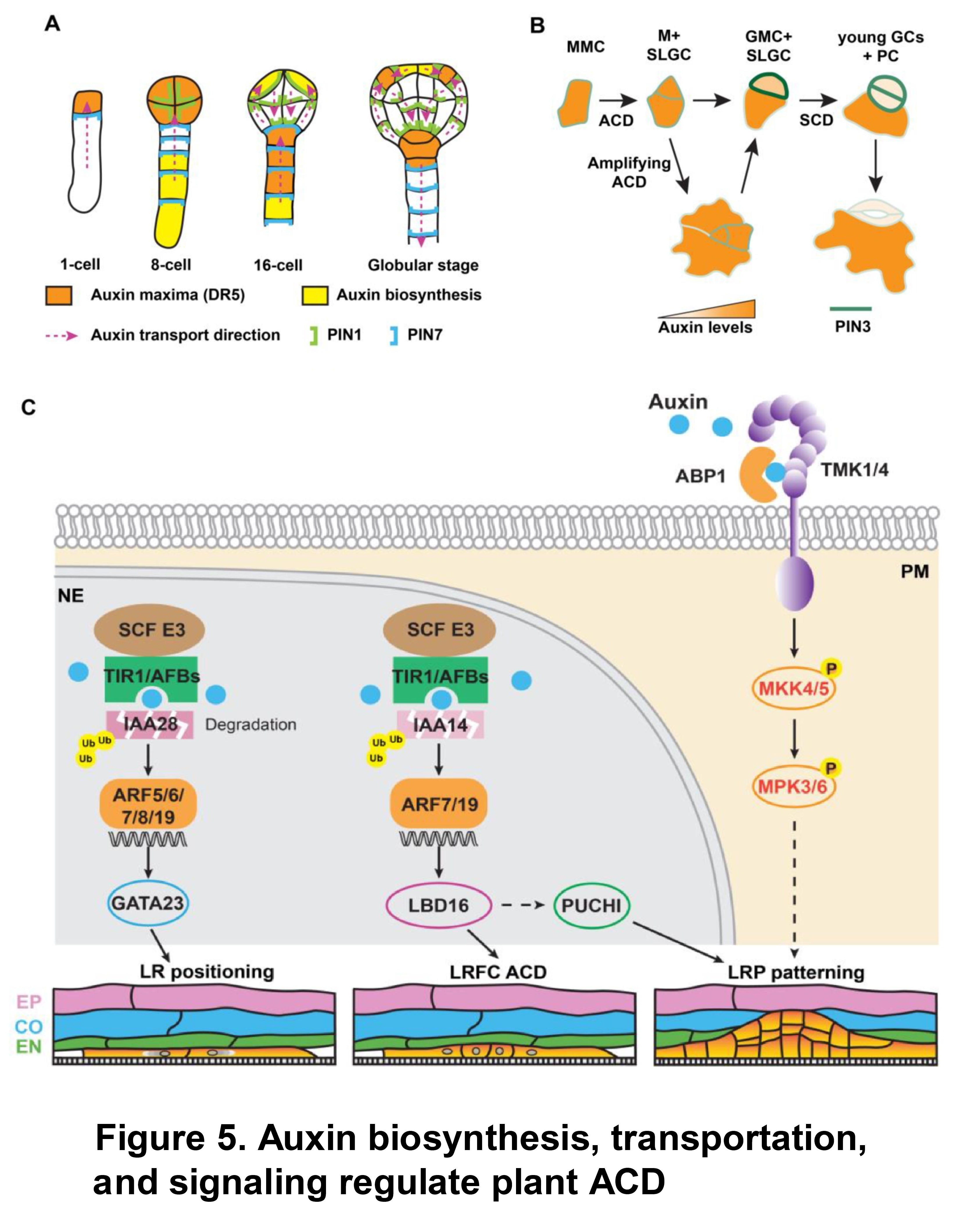 Asymmetric Cell Division In Plant Development