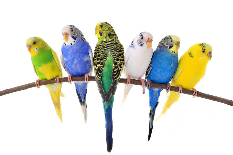 Des aliments nocifs pour votre oiseau
