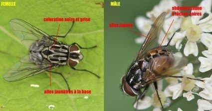 La graphomye tachée | Insect Archive | Scoop.it