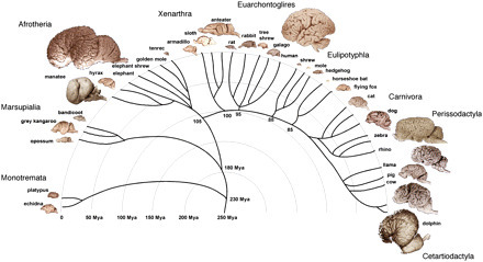 The remarkable, yet not extraordinary, human brain as a scaled-up primate brain and its associated cost | Amazing Science | Scoop.it