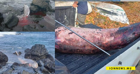 Le Bouchon : Une troisi&egrave;me baleine &agrave; bec retrouv&eacute;e morte sur le littoral | Revue de presse C&eacute;tac&eacute;s | Scoop.it