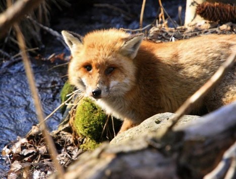 Le renard retir&eacute; de la liste des nuisibles, sa chasse interdite | Biodiversit&eacute; | Scoop.it