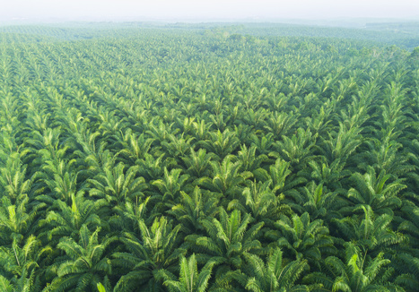 Biodiesel : Total va importer 450.000 tonnes d'huile de palme par an | Huiles végétales | Scoop.it
