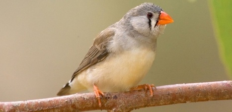 Les moustiques préfèrent les oiseaux stressés | EntomoNews | Scoop.it