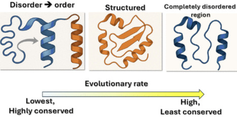 The Impact of Disorder–Order Switching on Protein Sequence Evolution | acs | RMH | Scoop.it