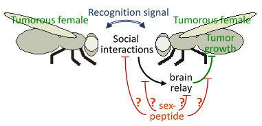 La manipulation par le m&acirc;le interf&egrave;re avec l&rsquo;effet du contexte social sur la croissance tumorale chez les femelles Drosophile melanogaster | Life Sciences Universit&eacute; Paris-Saclay | Scoop.it