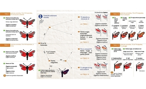 Une clé d'identification des zygènes de Midi-Pyrénées et Languedoc-Roussillon | Insect Archive | Scoop.it