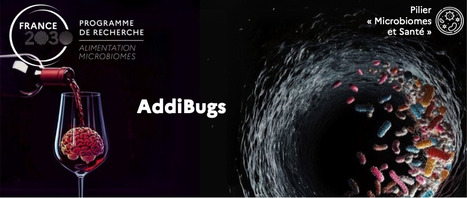 AddiBugs - Rôle du microbiote intestinal dans la dépendance à l'alcool : des signatures microbiomiques aux mécanismes métaboliques et neuronaux | Life Sciences Université Paris-Saclay | Scoop.it