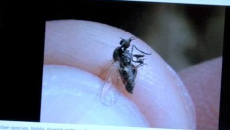 Des mouches qui piquent provoquent l’inquiétude | Variétés entomologiques | Scoop.it