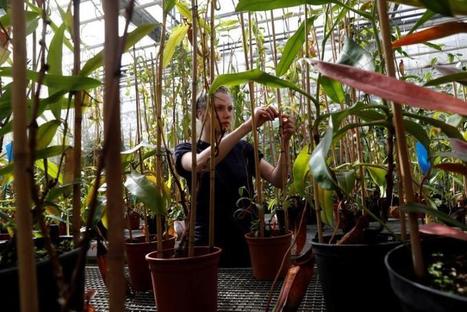 Pests and pathogens could cost agriculture billions: report | DURABILITES | Scoop.it