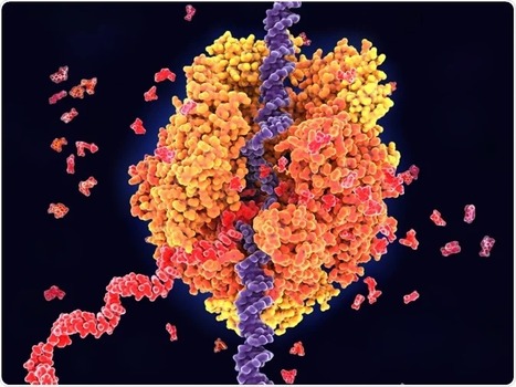 Synonymous mutations in representative yeast genes are mostly strongly non-neutral - Nature | Genetics - GEG Tech top picks | Scoop.it