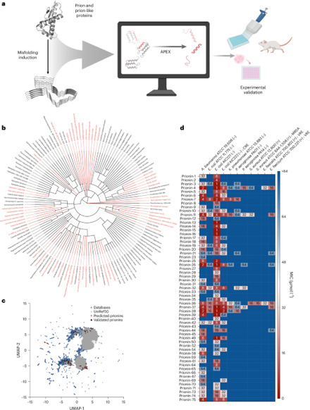 Deep learning reveals antimicrobial peptides within prions | Nmb | RMH | Scoop.it