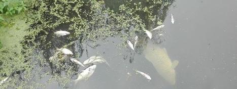 Pollution de la Seiche par Lactalis : "Les rejets continuent, on a plusieurs milliers de poissons morts" | Lait de Normandie... et d'ailleurs | Scoop.it