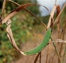 En ligne et en pdf : les articles du n° 174 d''Insectes' (3e trimestre 2014) | Variétés entomologiques | Scoop.it