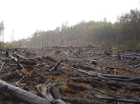 Asphyxiées par les activités humaines, les forêts n’absorbent plus assez de CO2 ! | décroissance | Scoop.it