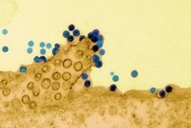 Chikungunya : découverte de nouvelles cibles thérapeutiques | EntomoNews | Scoop.it