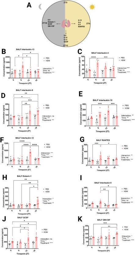 The club cell circadian clock regulates temporal patterns in leukocyte trafficking in chronic allergic airways disease | Mucosal Immunology | Allergy (and clinical immunology) | Scoop.it