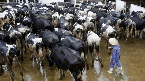 Vietnam : La filière laitière face au TPP | Lait de Normandie... et d'ailleurs | Scoop.it