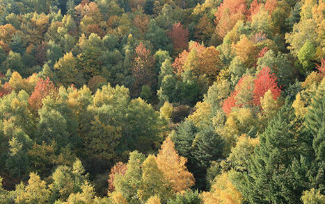 Les for&ecirc;ts fran&ccedil;aises face au changement climatique&nbsp; | Revue de presse du Centre de doc | Scoop.it