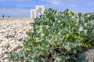 Nature au Havre : en juin, découvrez la mer et le littoral | Une semaine d'actu - Newsletter de veille de l'AURH | Scoop.it