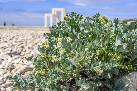 Nature au Havre : en juin, découvrez la mer et le littoral | Une semaine d'actu - Newsletter de veille de l'AURH | Scoop.it
