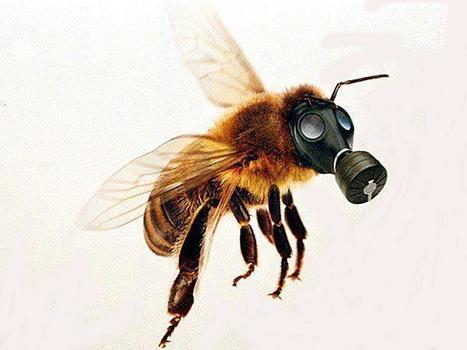 France Bleu | Les abeilles meurent bien intoxiquées dans les Pyrénées-Orientales | Phytosanitaires et pesticides | Scoop.it