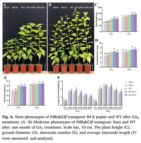 PdRabG3f interfered with gibberellin-mediated internode elongation and xylem developing in poplar | Plant hormones (Literature sources on phytohormones and plant signalling) | Scoop.it