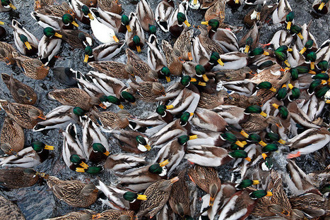 Rules of Engagement; or, How to Build Better Online Discussion | Digital Delights | Scoop.it
