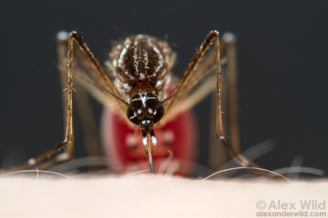 Galerie de photos de moustiques par Alex Wild | Insect Archive | Scoop.it