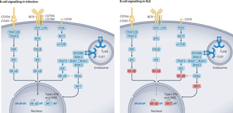 The essential roles of memory B cells in the pathogenesis of systemic lupus erythematosus | Nature Reviews Rheumatology | AUTOIMMUNITY | Scoop.it