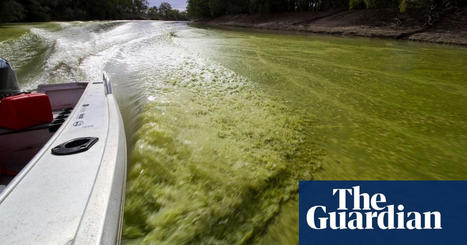 Toxic blooms and local fury: what's going on at Menindee Lakes? | Water | The Guardian | GTAV AC:G Y7 - Water in the world | Scoop.it