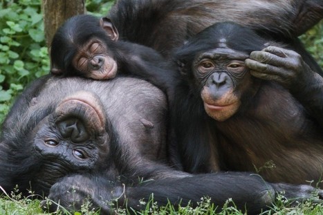 The Kindness Of Strangers: Bonobos Are Just As Capable Of Empathy As We Are | Empathy and Animals | Scoop.it