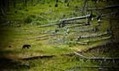 Global warming increasing death rate of US trees, scientists warn | BIODIVERSITY IS LIFE  &ndash; | Scoop.it