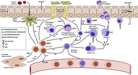 Diagnosis and Management of T2-High Asthma | Allergy (and clinical immunology) | Scoop.it