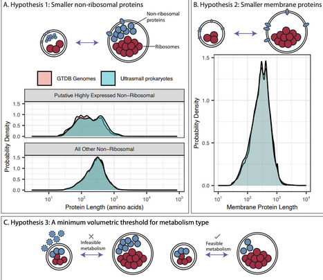 Proteomes reflect size-based growth constraints across diverse microbes | brve | RMH | Scoop.it