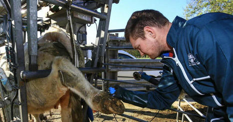 Augny | Agriculture. Pierre Schelleckens, profession p&eacute;dicure bovin | Actualit&eacute; B&eacute;tail | Scoop.it